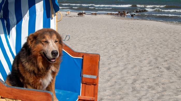 Die Ostsee bietet viele schöne Strände für den Urlaub mit dem Vierbeiner. (Foto: shutterstock - Sabine Schoenfeld)