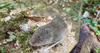 Sensationelle Wiederentdeckung: Bayerische Kurzohrmaus nach 60 Jahren (Foto: David Stille, Stille NATUR)